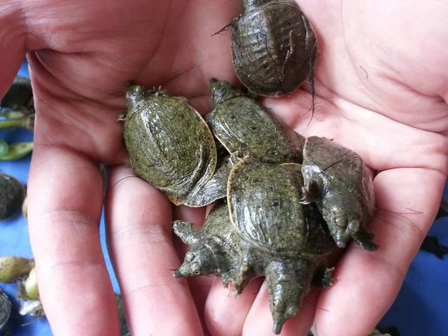 佛罗里达鳖流入我国16省!黄河成重点,长江会不会""失手?