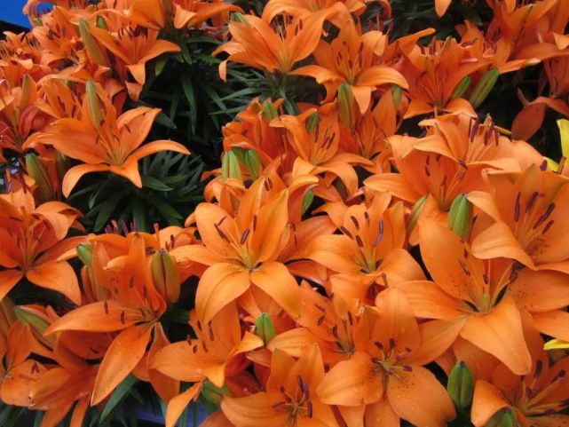 夏日探花 百合正当时 请签收这份花间浪漫 百合 绿容君