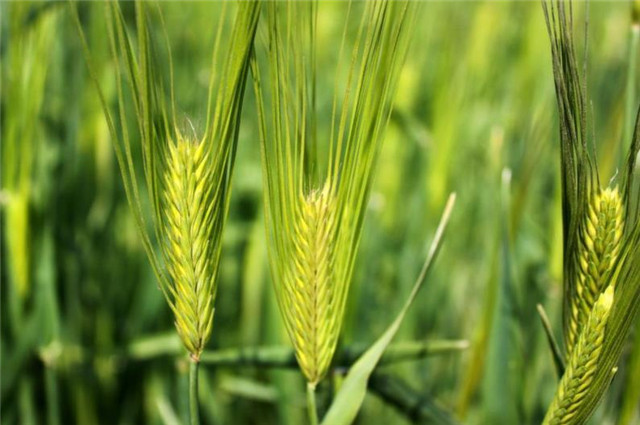 芒种节气10诗读:麦芒天际摇清波,禾稻未穫先麦秋
