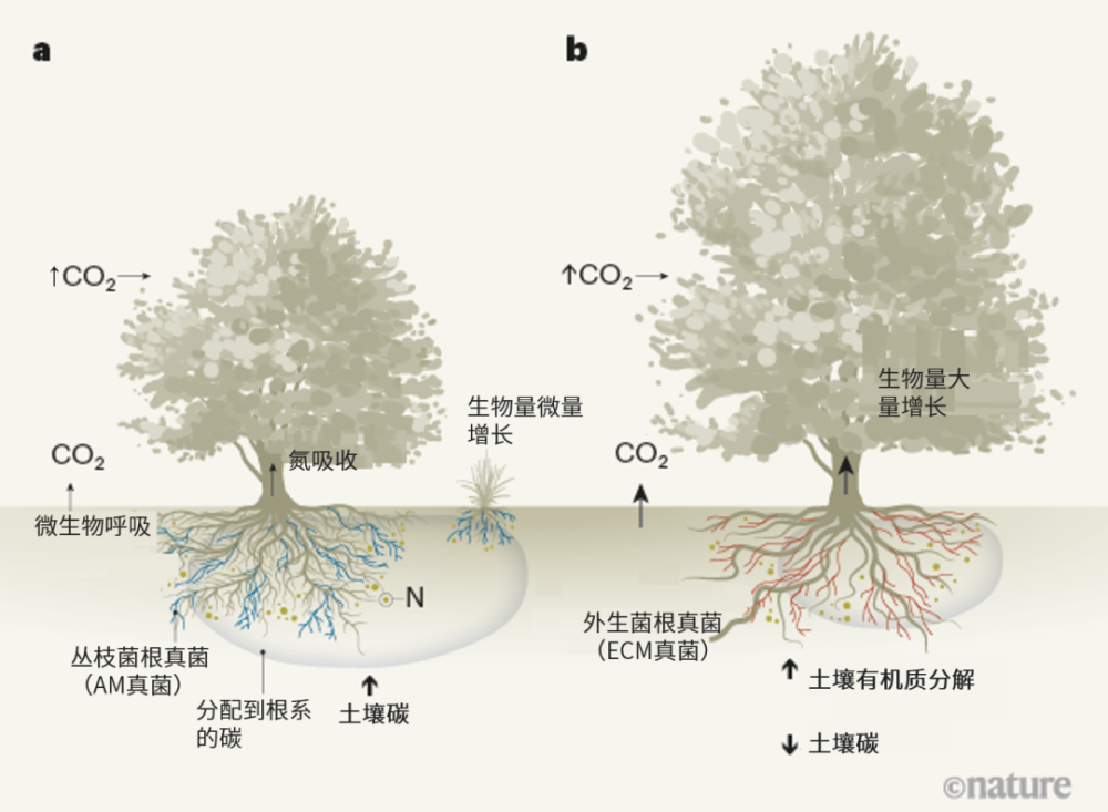 二氧化碳多了 先长叶还是先生根 植物有自己的考量 全网搜