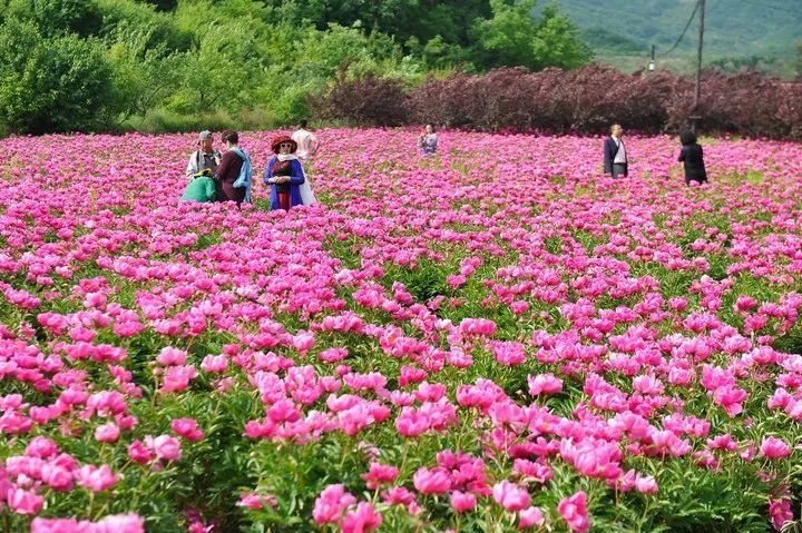 云游鞍山芍药花海绽露芳华