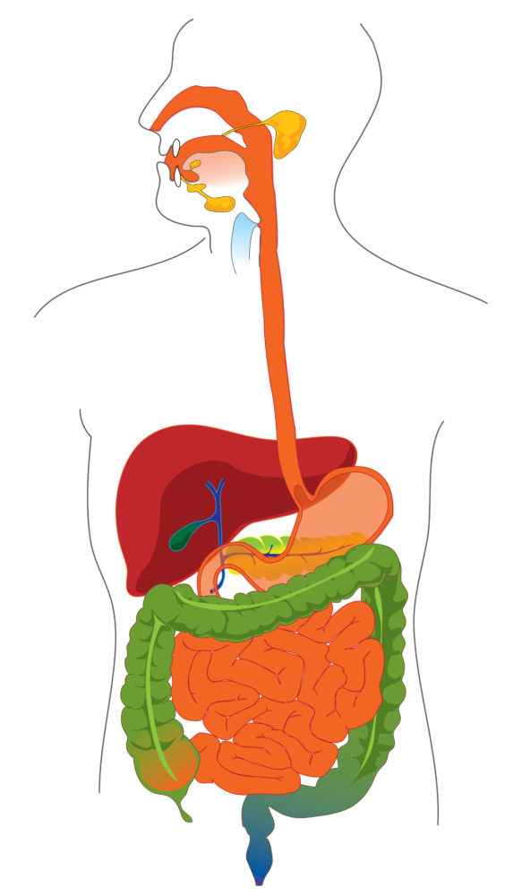 人体消化系统简单图图片