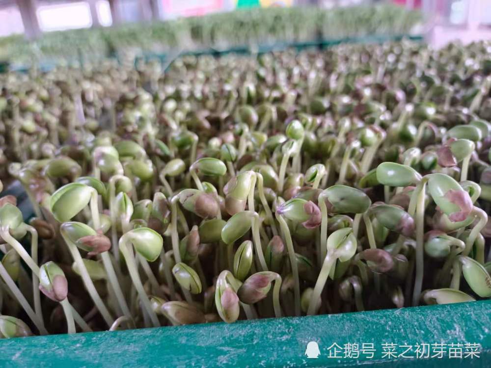 黄豆芽苗菜的食用禁忌:适宜胃中积热者,妊娠高血压