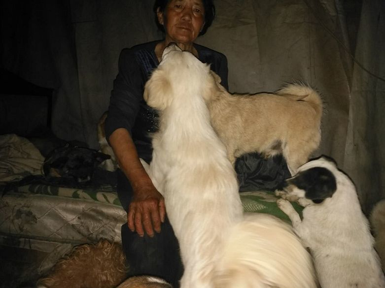 救过数千只狗的7旬老人，如今抱狗求人模样让人泪目