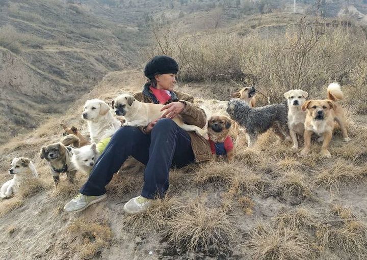 救过数千只狗的7旬老人，如今抱狗求人模样让人泪目