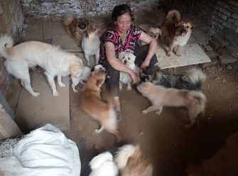 救过数千只狗的7旬老人，如今抱狗求人模样让人泪目