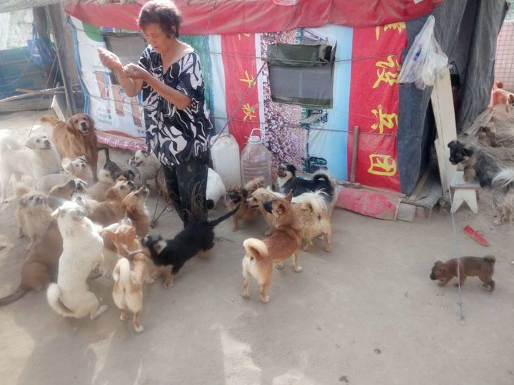 救过数千只狗的7旬老人，如今抱狗求人模样让人泪目