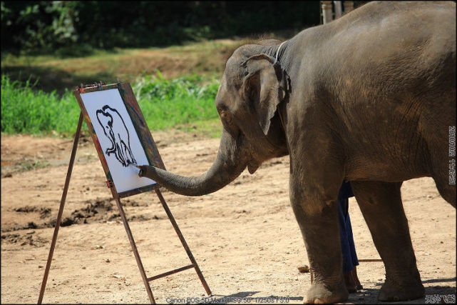 古语太平有象断鼻家族15头大象的最终目的