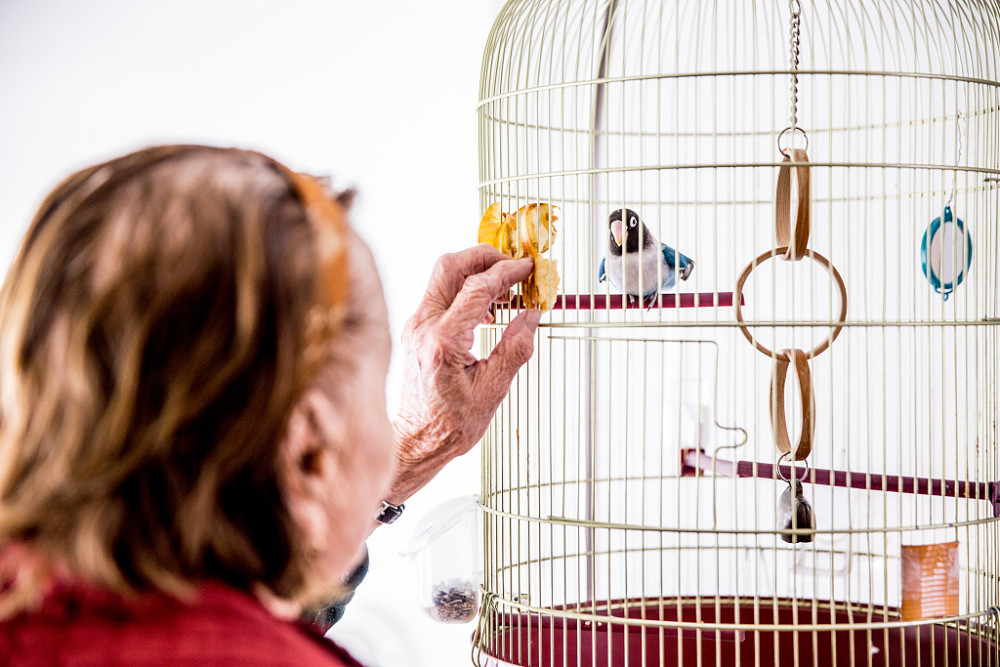 鹦鹉拉白色的水便