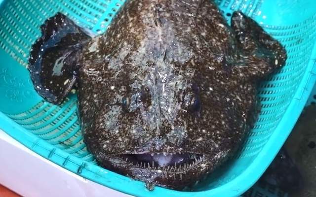 和雌性融为一体,市面上找不到几乎找不到它|鮟鱇|雄性|灯笼鱼|比亚德