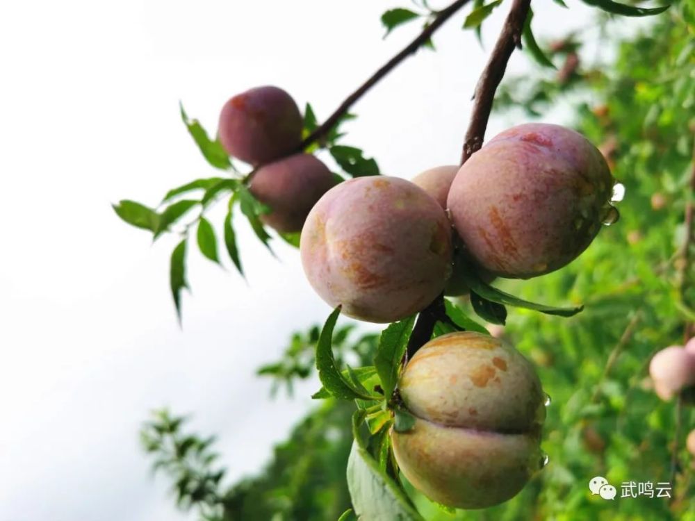 三华李看着满树熟透了的李子陆锦山的脸上掩盖不住心里的喜悦信息来源