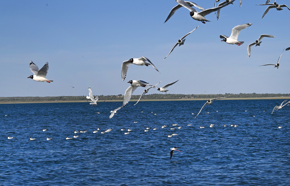 (环境)陕北红碱淖 遗鸥的天堂