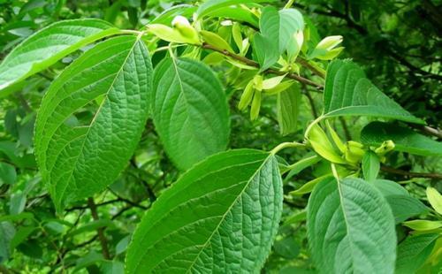 禁抗形势下,植物提取物饲料添加剂的科学替抗方案迎来新机遇