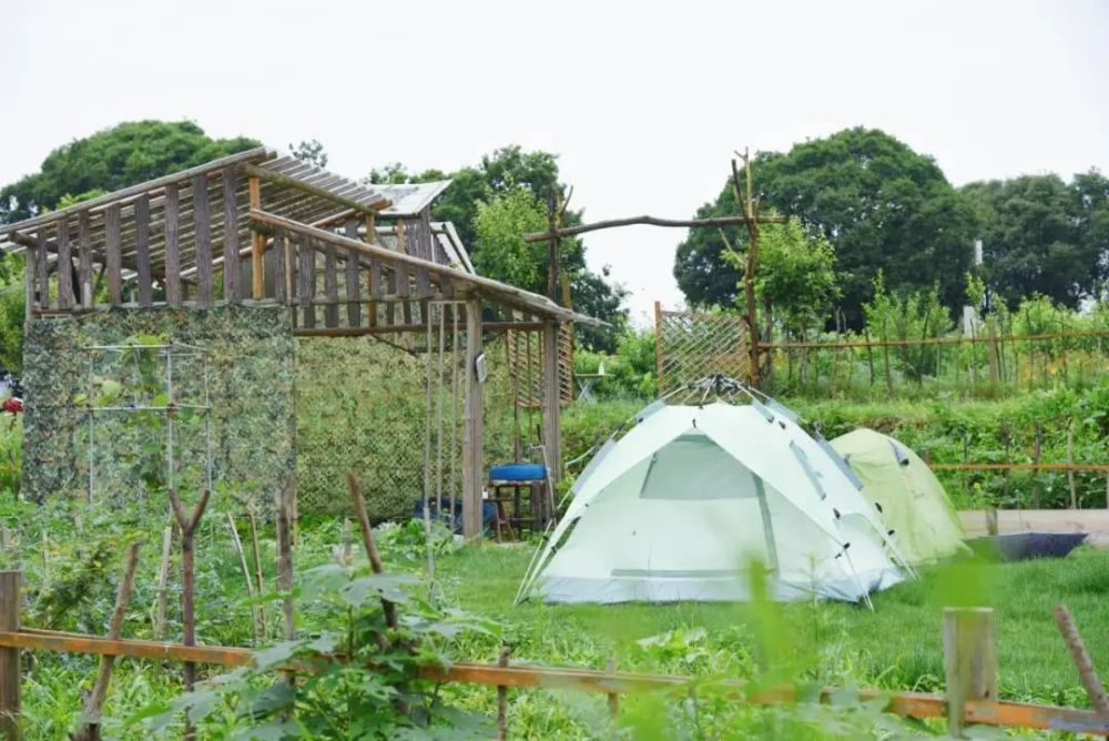 青青农场,烧烤露营,在江夏,探索乡野无限可能!_腾讯新闻
