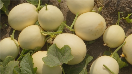 上蔡五龙的小白瓜熟啦