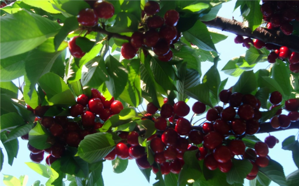 重庆金佛山车厘子基地"爱心助农",快来一起实现车厘子自由