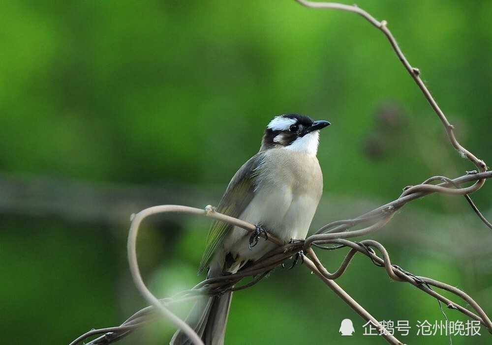 白头翁和独居老人作伴