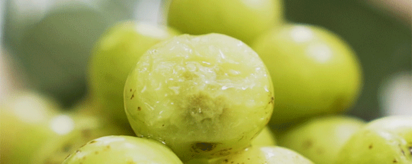 文 颖宝 油柑茶,柠檬茶之后的新一任精神续命水.