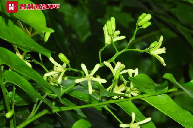 太美了！福州麻楝今夏迎来盛花期_腾讯新闻