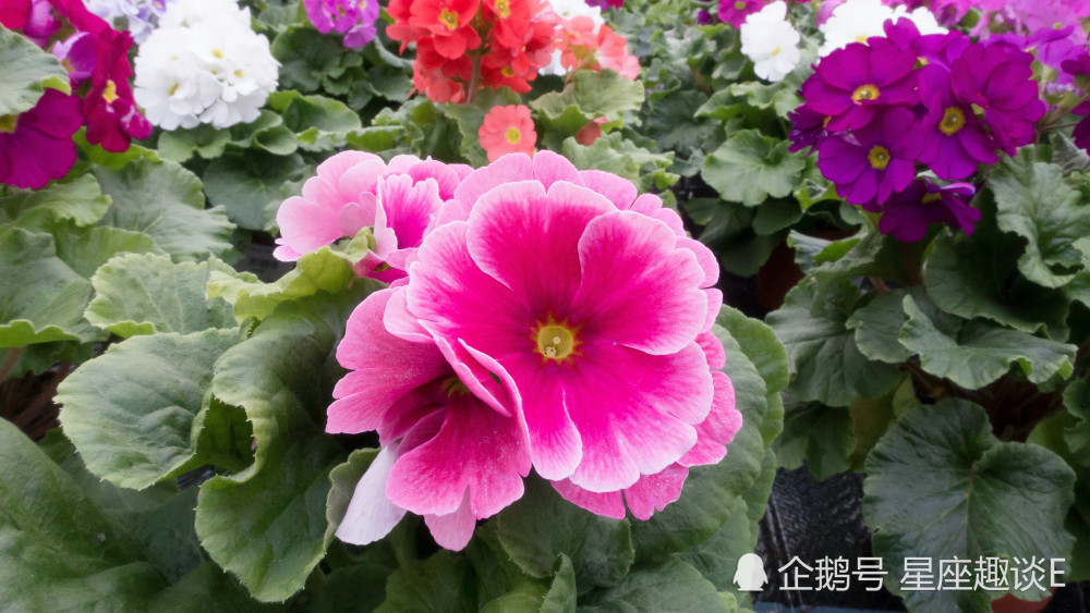 6月4日星座运势 白羊胆大心细 天秤敞开心扉 射手另辟蹊径 腾讯新闻