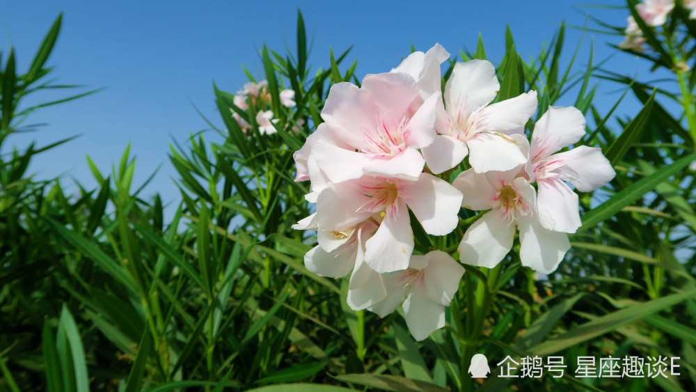 6月4日星座运势 白羊胆大心细 天秤敞开心扉 射手另辟蹊径 腾讯新闻