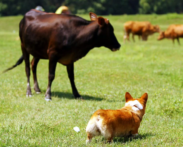 4个真实原因,决定柯基断尾更好|断尾|牧牛|柯基犬