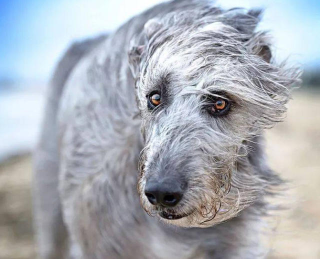 真正的巨犬 世界上最高大的狗 就连狼群都要敬而远之 腾讯新闻