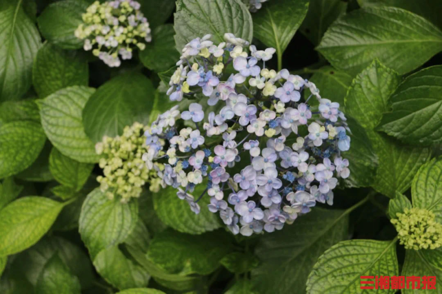 奼紫嫣紅省植物園3萬餘株繡球進入盛花期