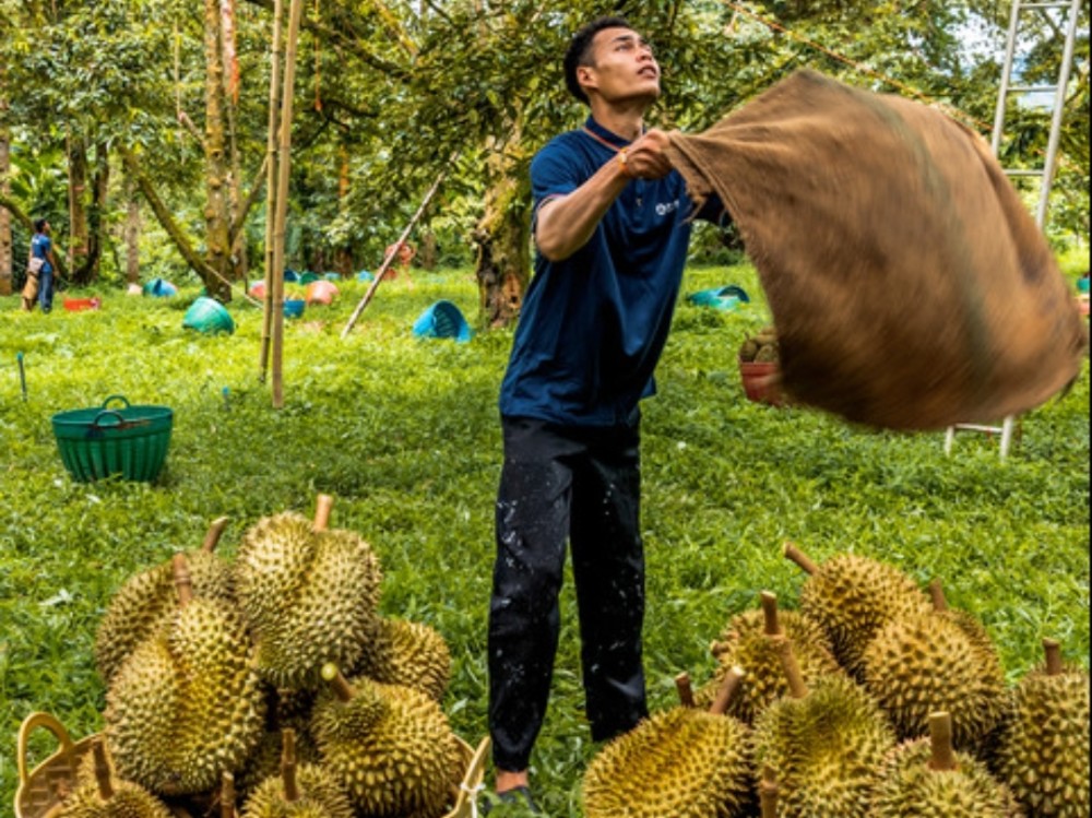 榴莲为何这么贵?听完榴莲的故事后,你就会明白什么叫贵的有理由_腾讯