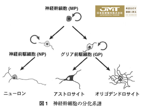 神經幹細胞:鑑定和分離方法的發展以及通過移植恢復神經功能的嘗試