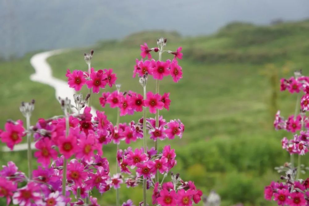什么花好看又好耍当然是金口河的转转花