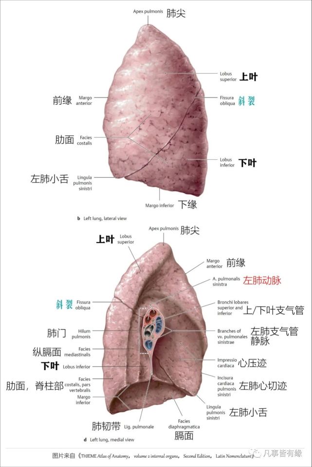 收藏胸部的断层解剖