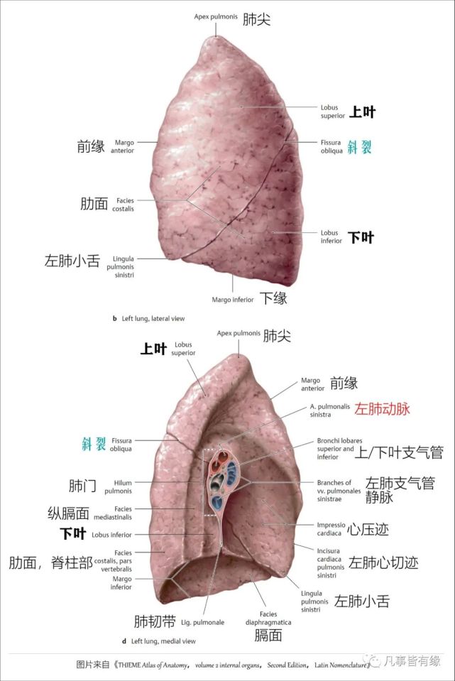 左肺斜裂(oblique)从肺尖下方6cm左右的肺后缘开始,斜向前下方,穿过肺