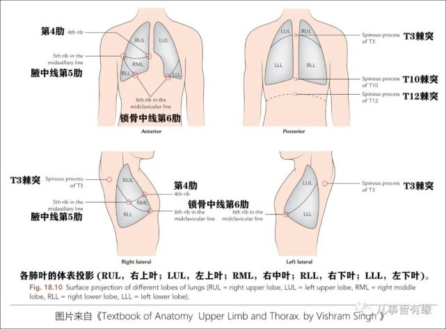 3,记住叶间裂的体表投影,便于理解肺叶之间的空间构象:左肺斜裂