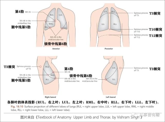 3,记住叶间裂的体表投影,便于理解肺叶之间的空间构象:左肺斜裂