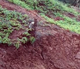 科普君你可曾听说过紫色土