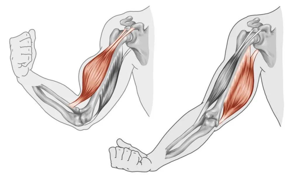 给大熊猫当饲养员都要求肱二头肌了一个经典动作帮你练好它