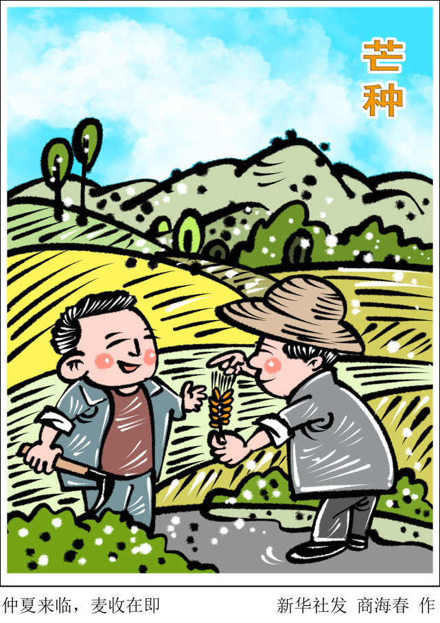 图表漫画二十四节气芒种仲夏来临麦收在即