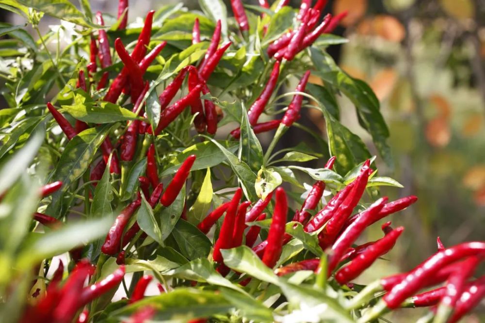 有一种辣叫天等指天椒