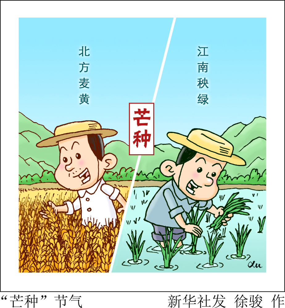图表漫画二十四节气芒种芒种节气