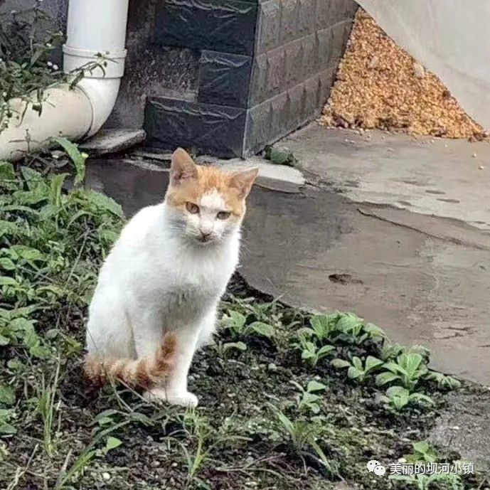 【坝河文萃】土猫轶事