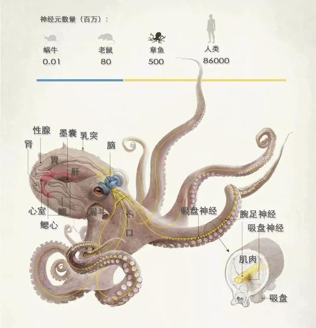 章鱼有9个大脑能编辑基因智商高到无法理解为何没发展出文明