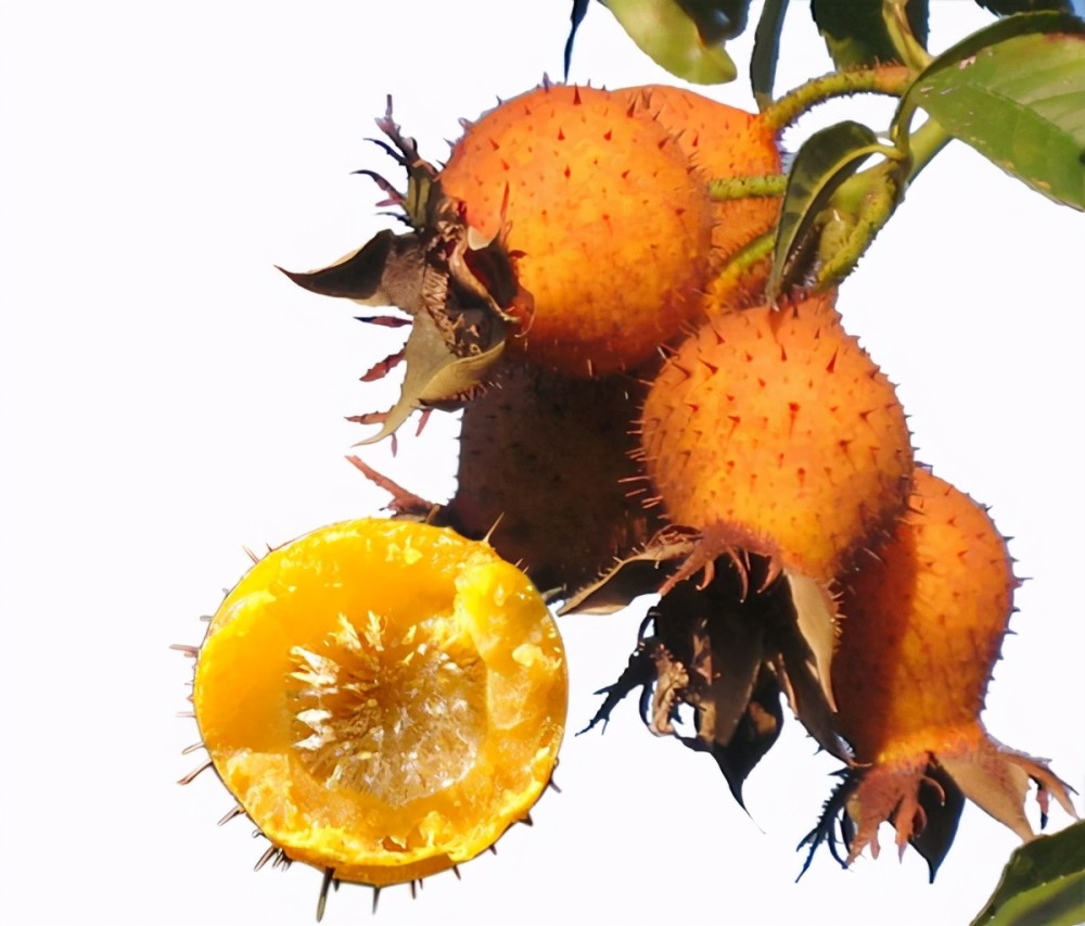 贵州卫视报道过的"三王圣果":刺梨的用法介绍与营养价值!