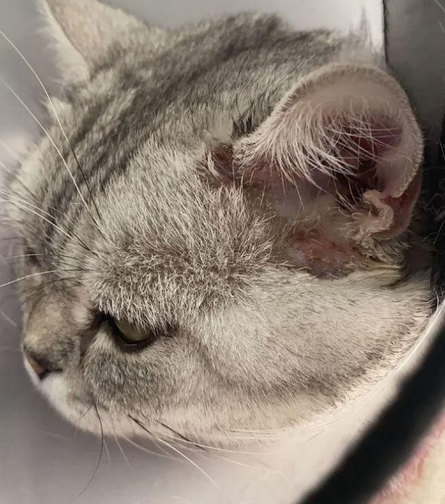 袖虎说下猫咪耳朵发烫正常吗
