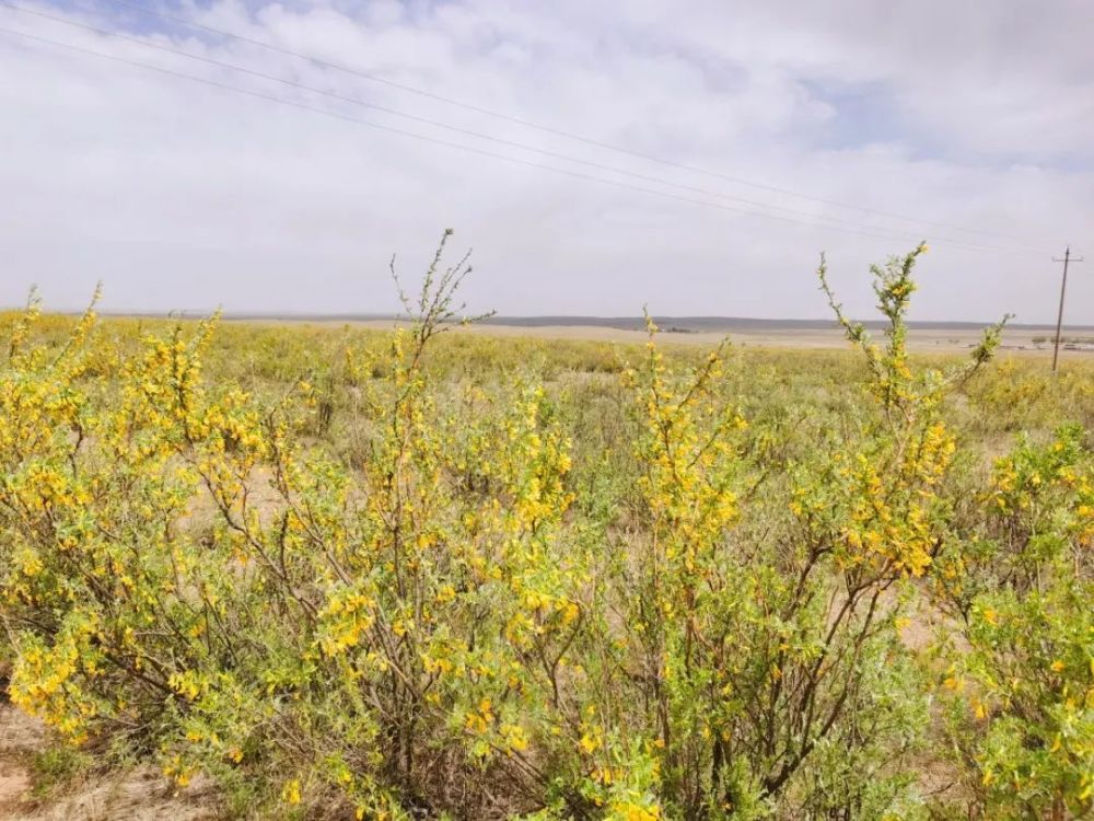 58万亩柠条花在石哈河镇竞相绽放