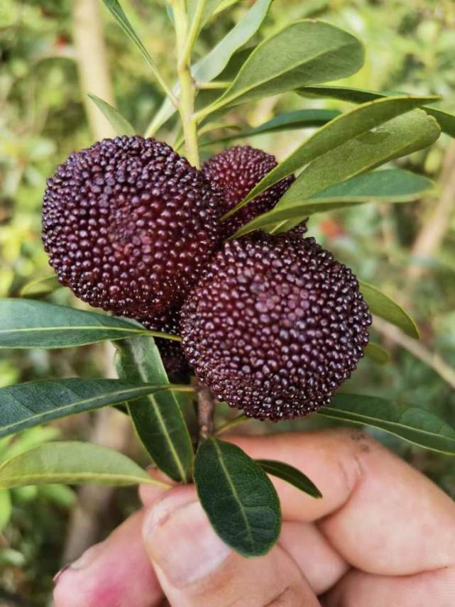 眼下浙江杨梅红!深红就甜?真能止泻?哪里可采?都给你整理好了