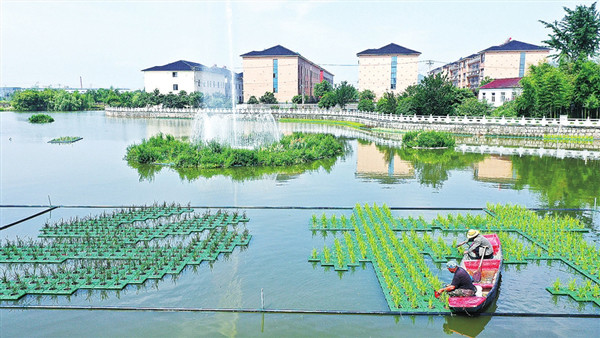 利用浮岛种植具有净化水质功能的特种水稻,不仅增加了水稻播种面积和