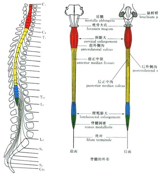 脊髓肿瘤 腾讯网
