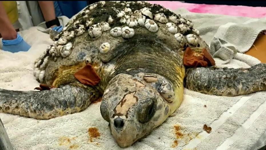 藤壶到底有多可怕?海龟被折磨的苦不堪言,连鲸鱼也束手无策