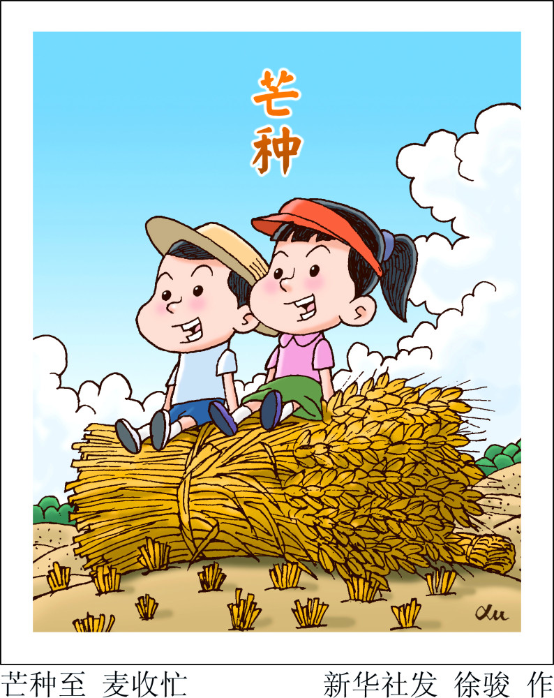 图表漫画二十四节气芒种芒种至麦收忙